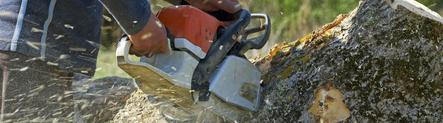 Tree Stump Removal