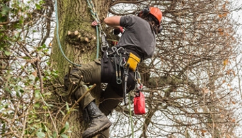 Tree Surgery